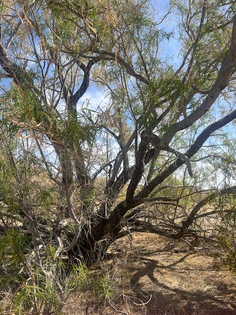 Natural American Indian Willow tree Paxton and avalon outer highway