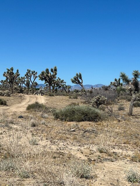 California Desert