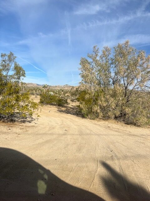 American Indian Willow tree